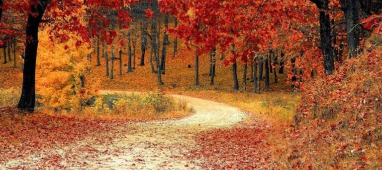 Fall Allergies